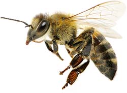Groupe-mauffrey-rse-abeille